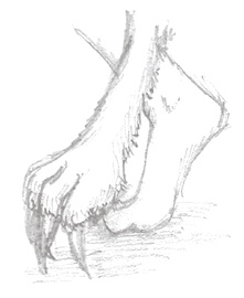 Drawing of clawed furry foot next to a human foot.