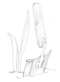 Drawing of a garden spade beside two long leaves emerging from the ground.