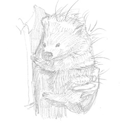 Drawing of a school-uniformed figure holding a wombat with long-tufted striped fur.