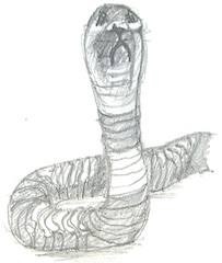 Drawing of a banded cobra rearing up, tongue flicking out.