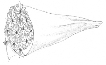 Drawing of a bundle of daisies wrapped up in plastic. The bundle is crushed a bit at the point.