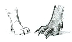 Drawing of a big cat's paw facing a larger darker paw, both with claws out.